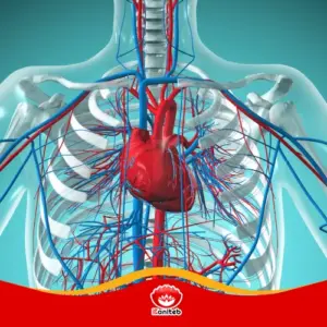 مجله سلامتی 14 شما چگونه کار می کند؟ از آناتومی تا بیماری های شایع