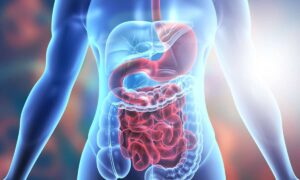Digestive System 1
