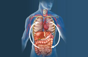 The gut lung link FINAL IMAGE 1 1024x664 1